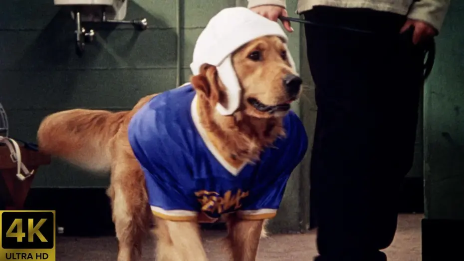 Watch film Air Bud: Golden Receiver | Air Bud Golden Receiver (1998) Theatrical Trailer [4K] [5.1] [FTD-1022]