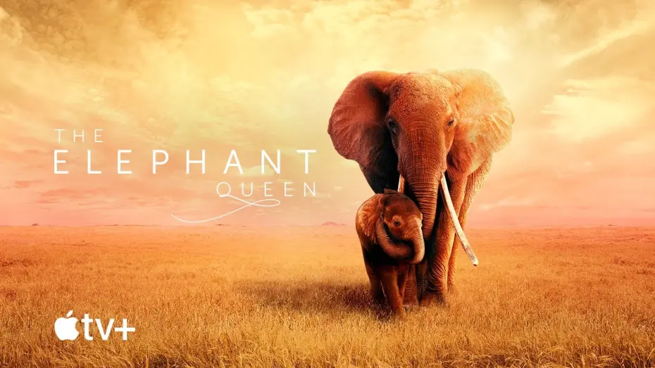 Watch film The Elephant Queen | Official Movie Trailer