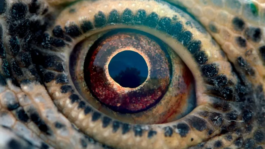 Watch film Voyage of Time: Life