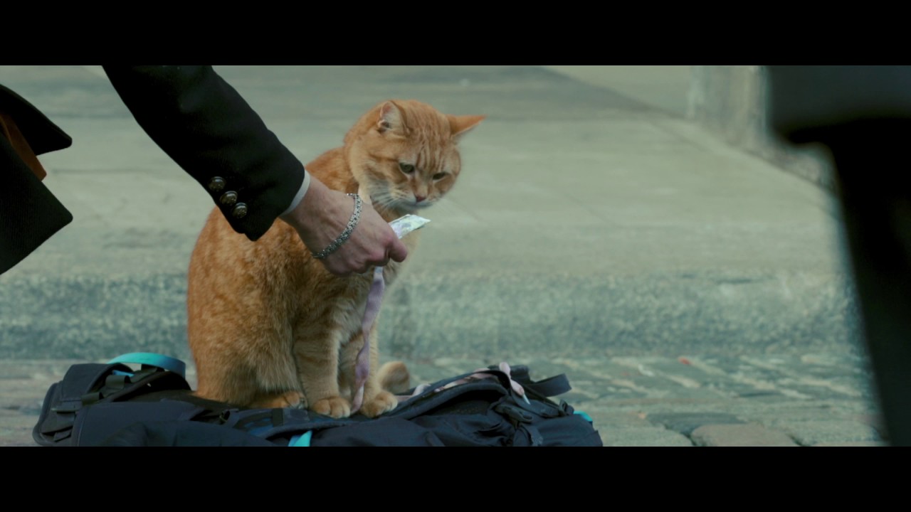 Watch film A Street Cat Named Bob | A Street Cat Named Bob - Meeting Bob Featurette - At Cinemas November 4