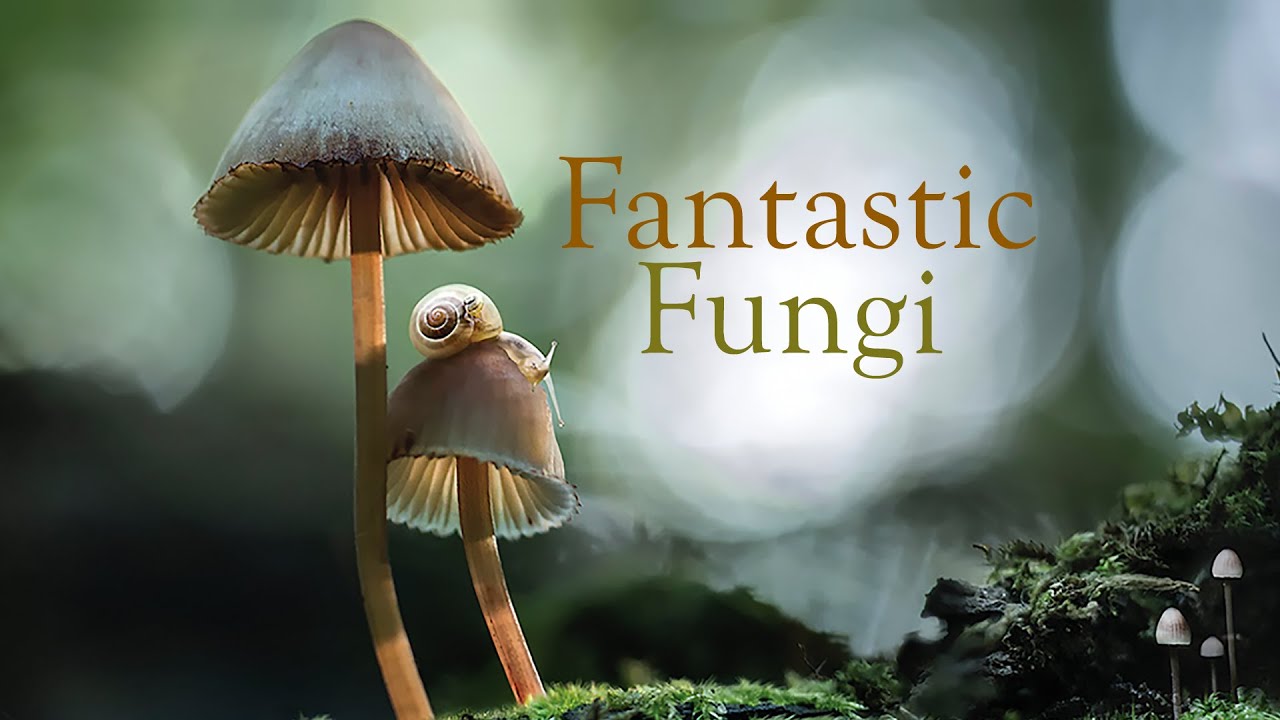 Watch film Fantastic Fungi | Fantastic Fungi, Official Film Trailer | Moving Art by Louie Schwartzberg