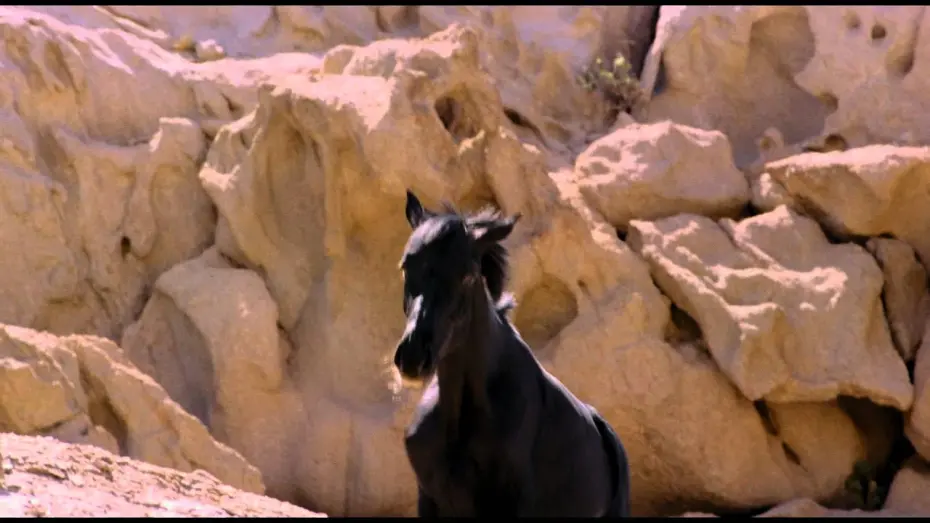 Watch film Young Black Stallion | Рожденный в песках - Трейлер