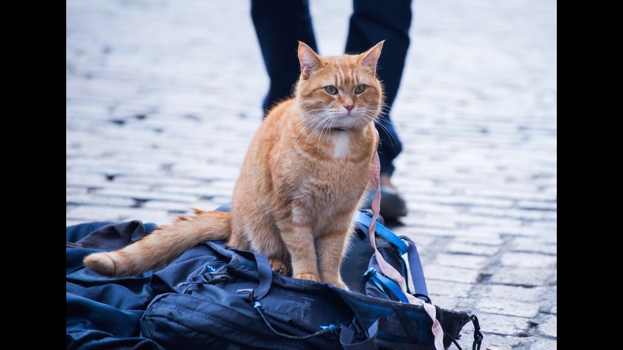 Watch film A Street Cat Named Bob | A Street Cat Named Bob - Official Trailer - At Cinemas November 4