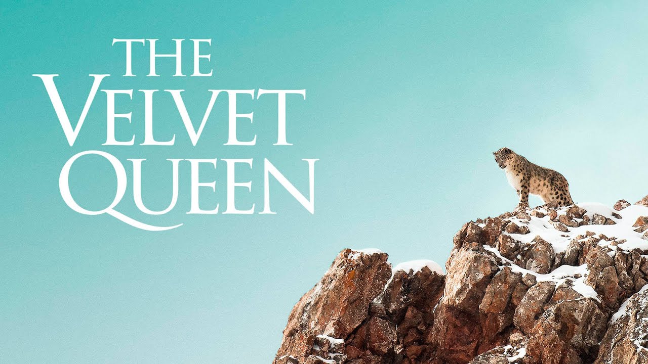 Watch film The Velvet Queen | The Velvet Queen - Official Trailer - English Sub Title