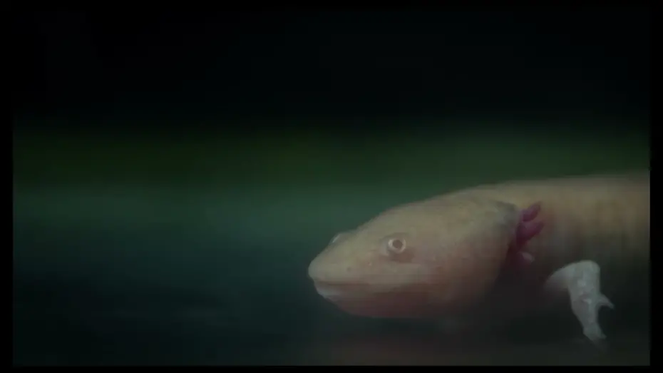 Watch film Axolotl | Axolotl | Trailer