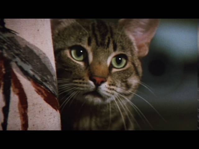 Watch film Cat