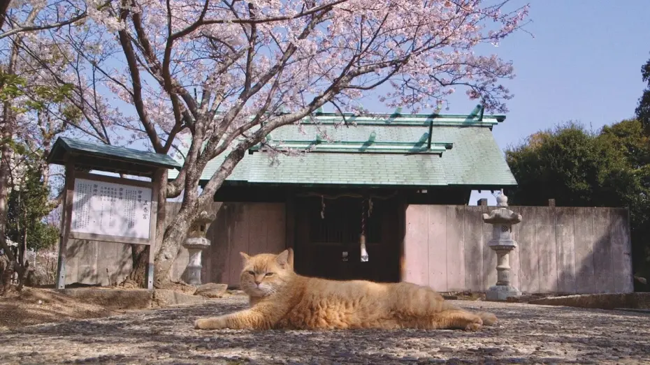 Watch film The Cats of Gokogu Shrine | Trailer [Subtitled]