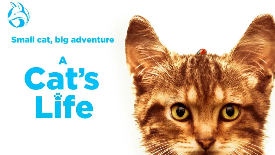 Watch film A Cat