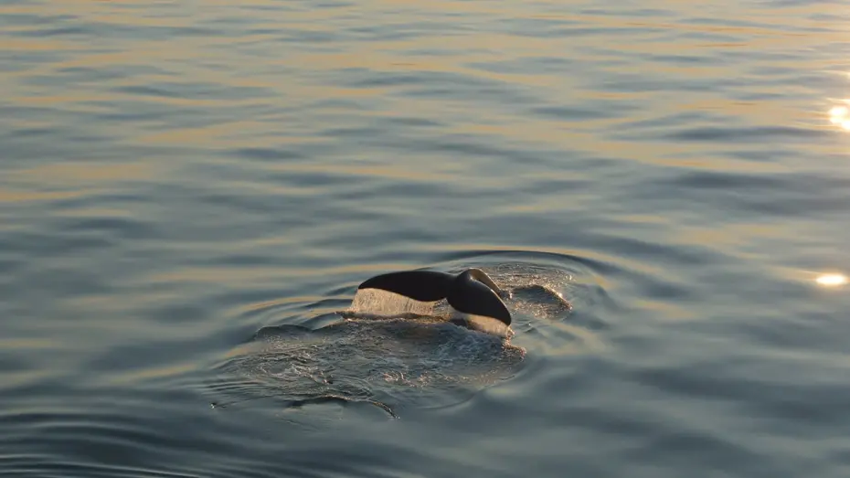 Watch film Last of the Right Whales | LAST OF THE RIGHT WHALES | Official Trailer