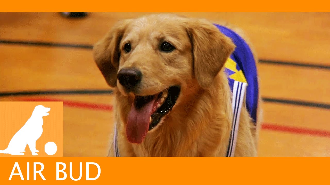 Watch film Air Bud | Air Bud Sports News - Snively