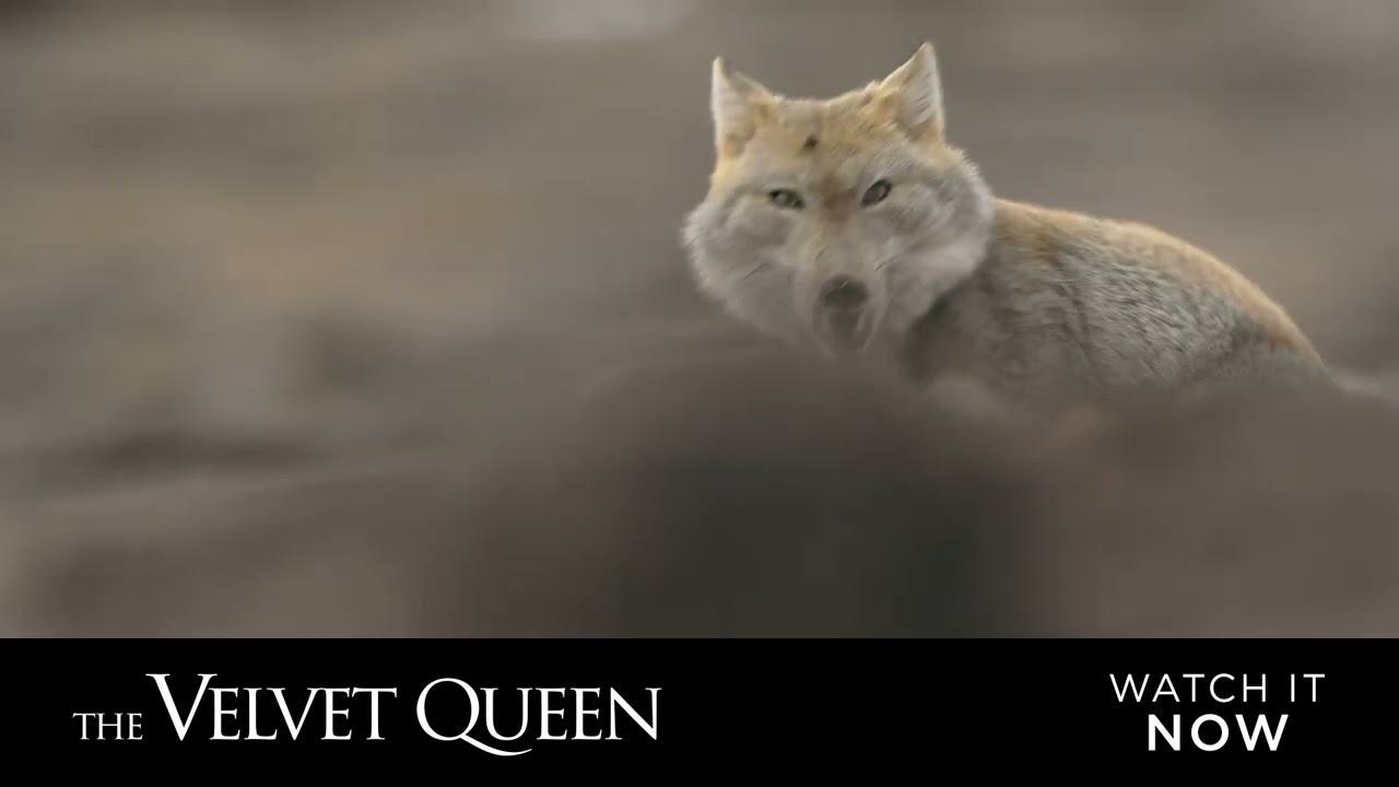 Watch film The Velvet Queen | The Velvet Queen - English Sub Title