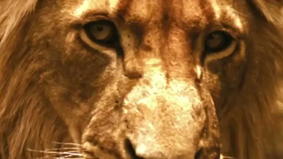 Watch film Brothers in Blood: The Lions of Sabi Sand | The Lions of Sabi Sand: Brothers in Blood