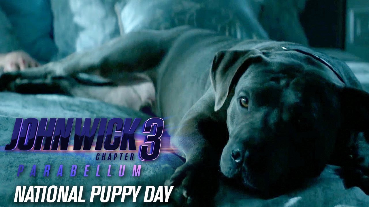 Watch film John Wick: Chapter 3 - Parabellum | “Happy National Puppy Day”