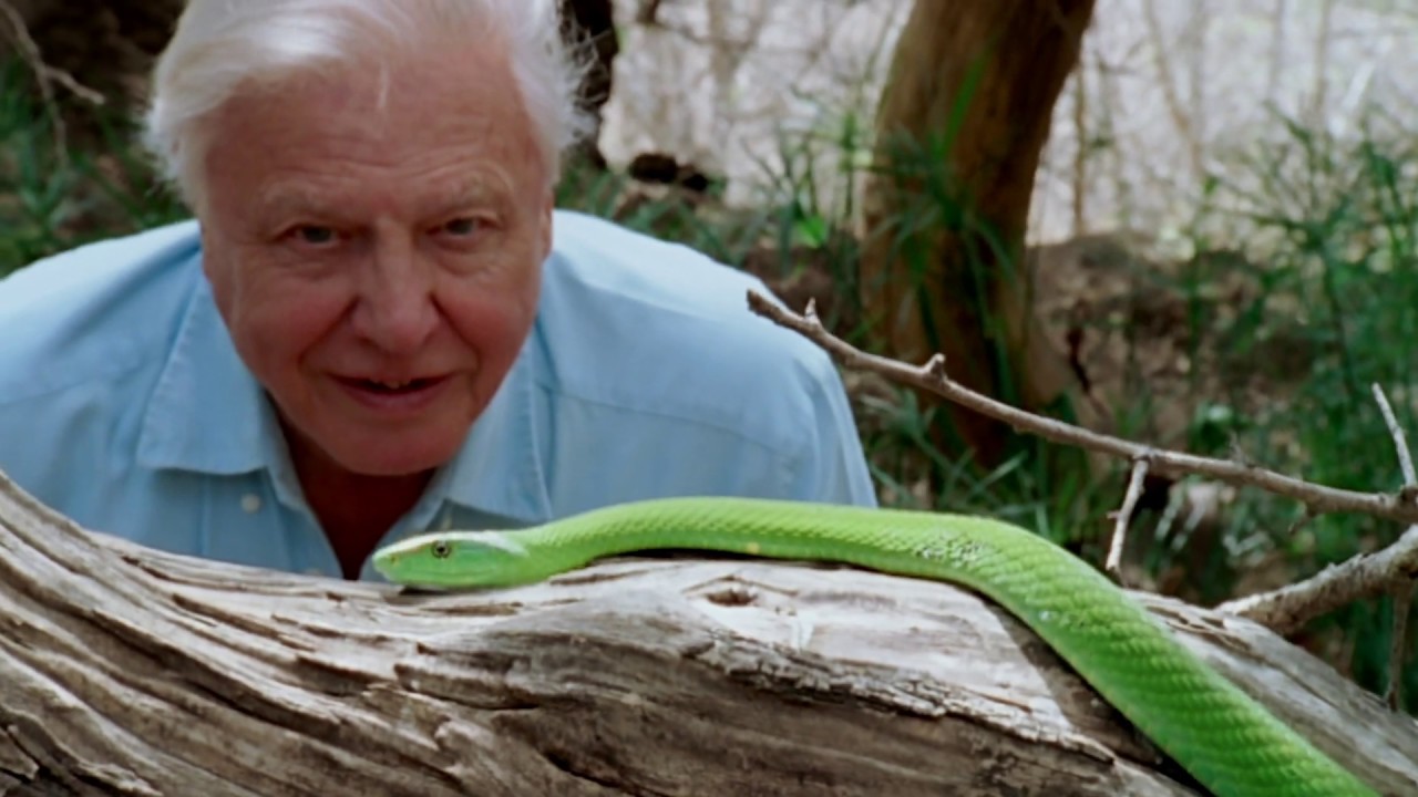 Watch film David Attenborough: A Life on Our Planet | David Attenborough: A Life On Our Planet | Official Trailer