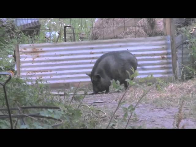 Watch film Beasts of the Southern Wild | Featurette: "Aurochs"