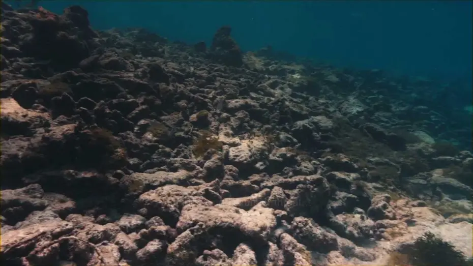 Watch film The Last Reef: Cities Beneath the Sea | The Last Reef - Trailer