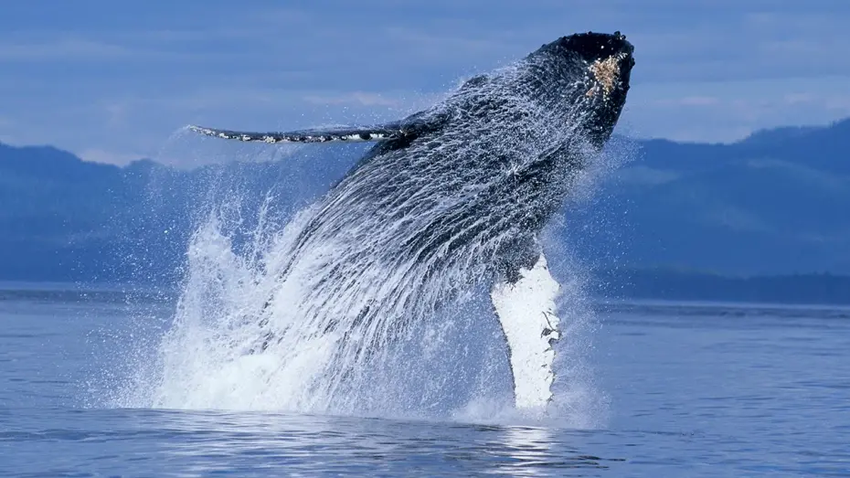 Watch film Humpback Whales | Humpback Whales - Narrated by Ewan McGregor - Official IMAX Trailer - 4K