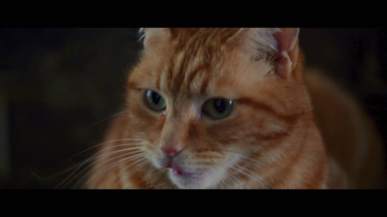 Watch film A Street Cat Named Bob | A Street Cat Named Bob - Stairwell Clip - At Cinemas November 4