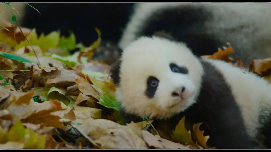 Watch film Born in China | Disneynature