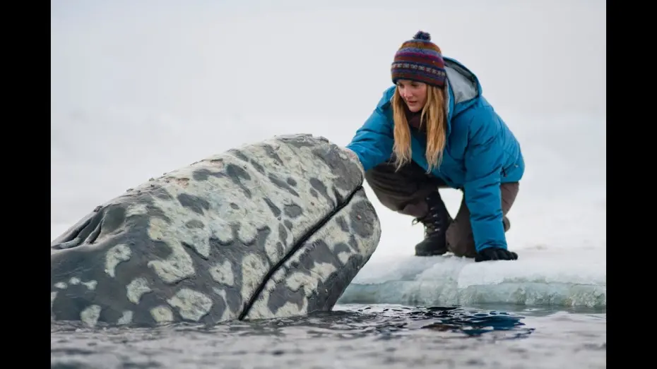 Watch film Big Miracle | Trailer