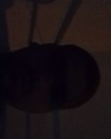 Nitin 