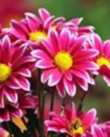 Ashwini Thorat